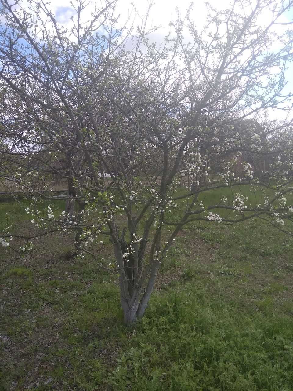 Срочно! Дача в Березанке