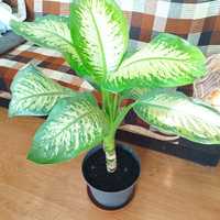 Dieffenbachia , difenbachia