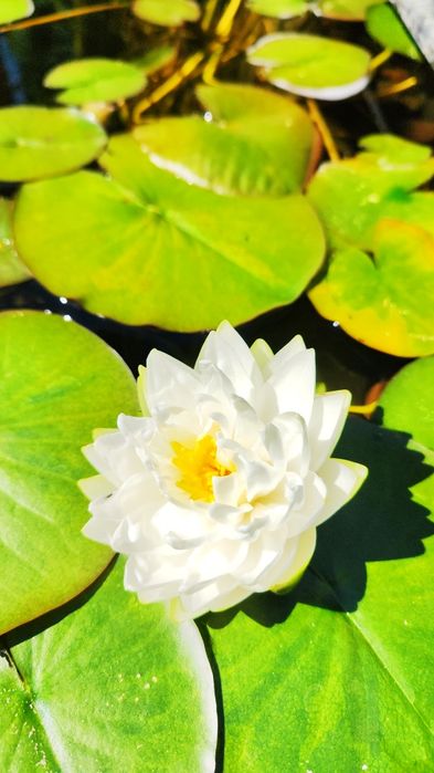 Нимфея водяная лилия сорт Жоннери