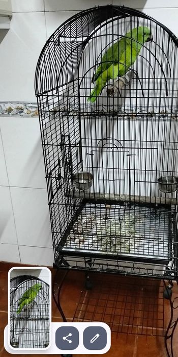 Papagaios auropalliatas aceito troca