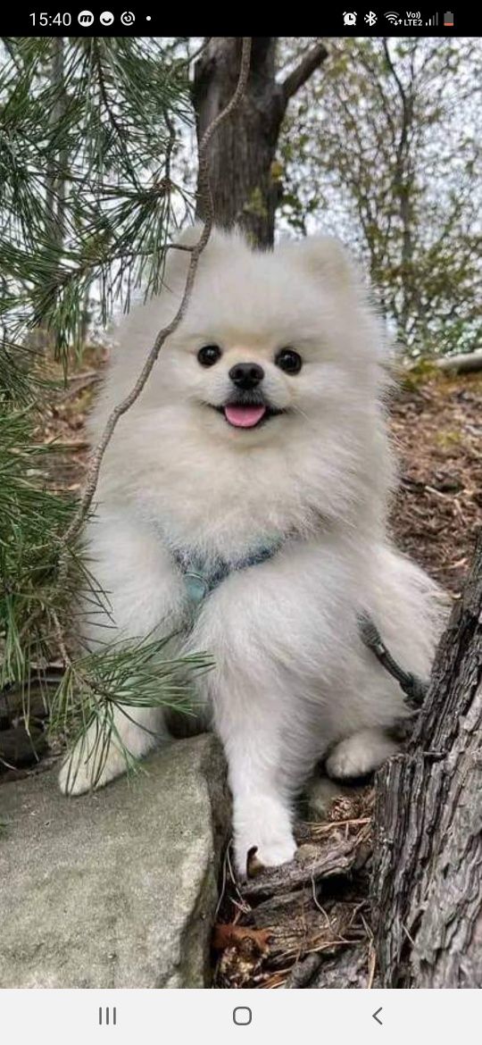 Reproduktor Szpic miniaturowy pomeranian