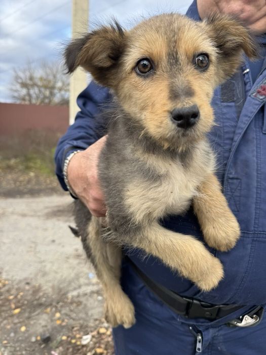 Віддам безкоштовно