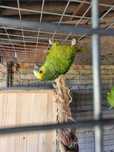papagaios Amazona
