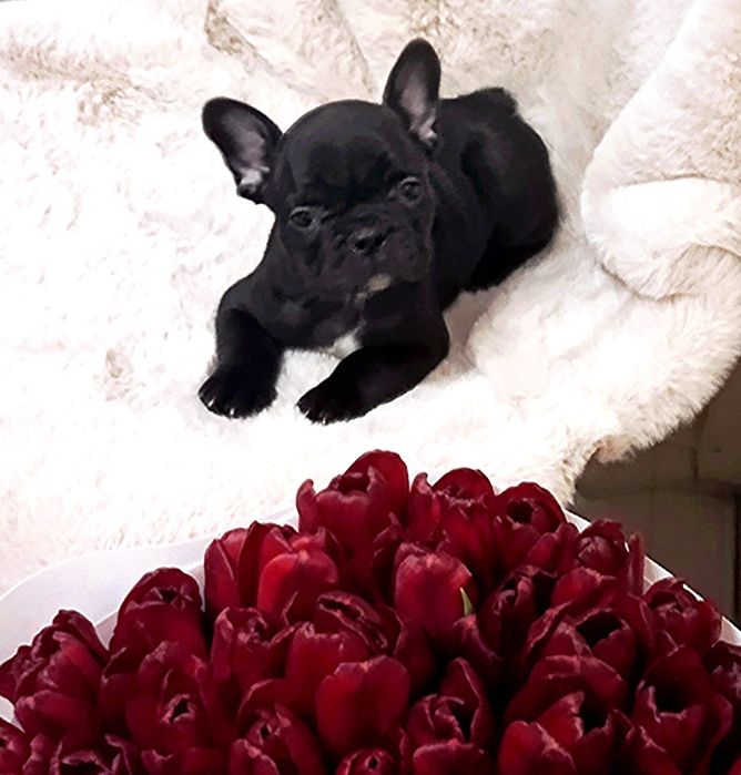 Чарівні французики