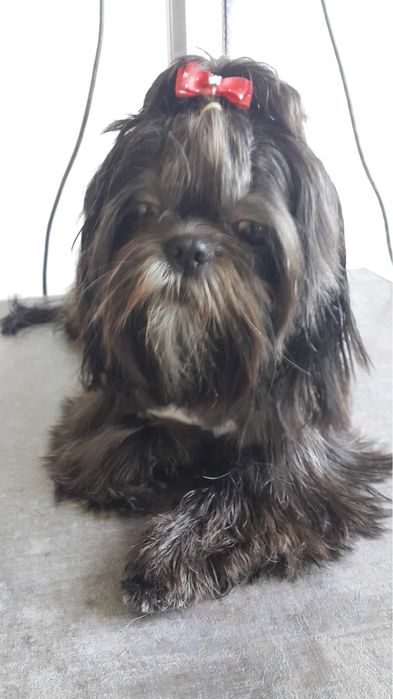 Suczka Shih tzu z rodowodem