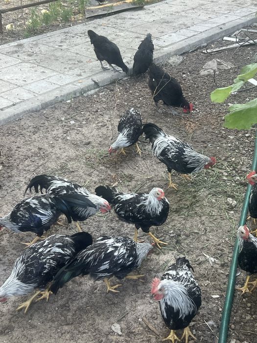 Петухи леггорна.