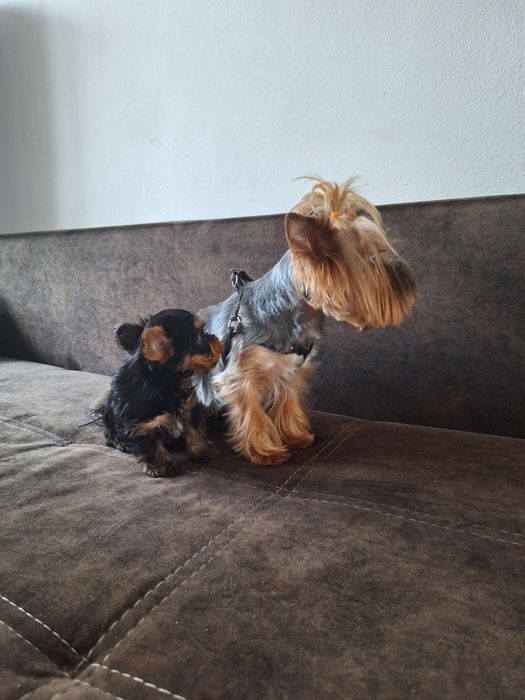 Yorkshire terrier sunia