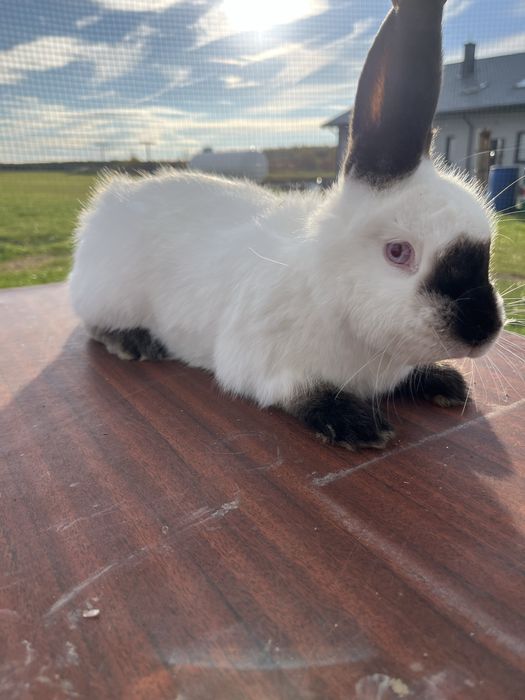 Samiec kalifornijski