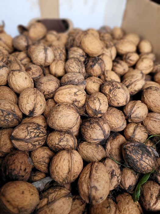 Orzechy włoskie niełuskane