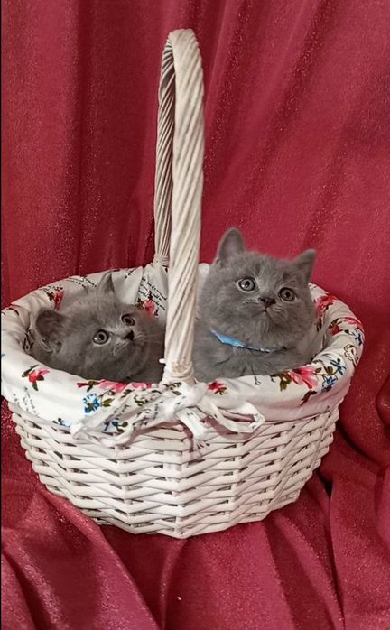 Котята : Мы котята озорные, лилаки и голубые .