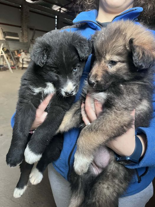 Dwa pieski do oddania