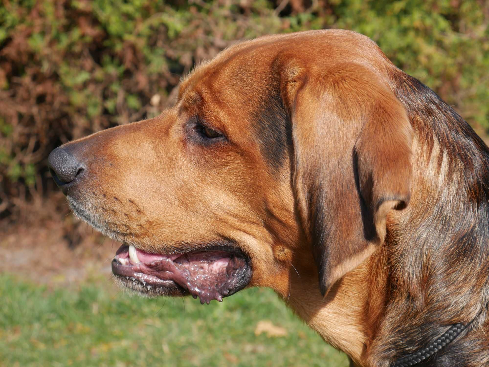 Reproduktor Krycie Ogar Polski Czardasz Champion Polski Stud dog FCI