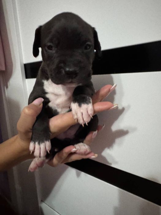 Стафордширский терьер (Амстаф) ( стафорд )