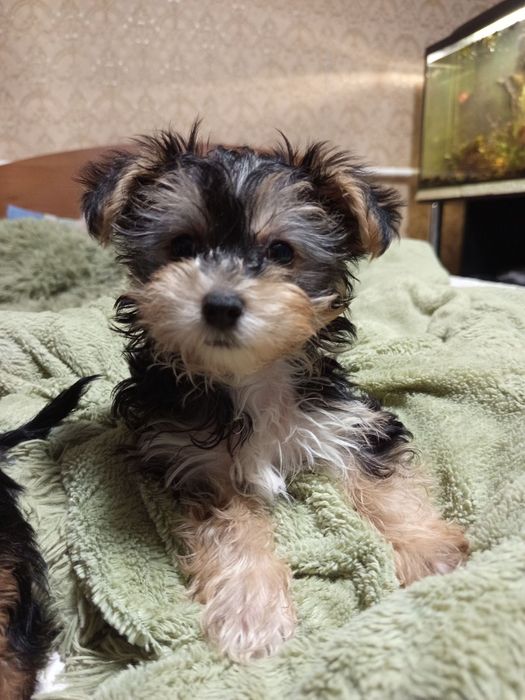 Продаю щенков Йорка