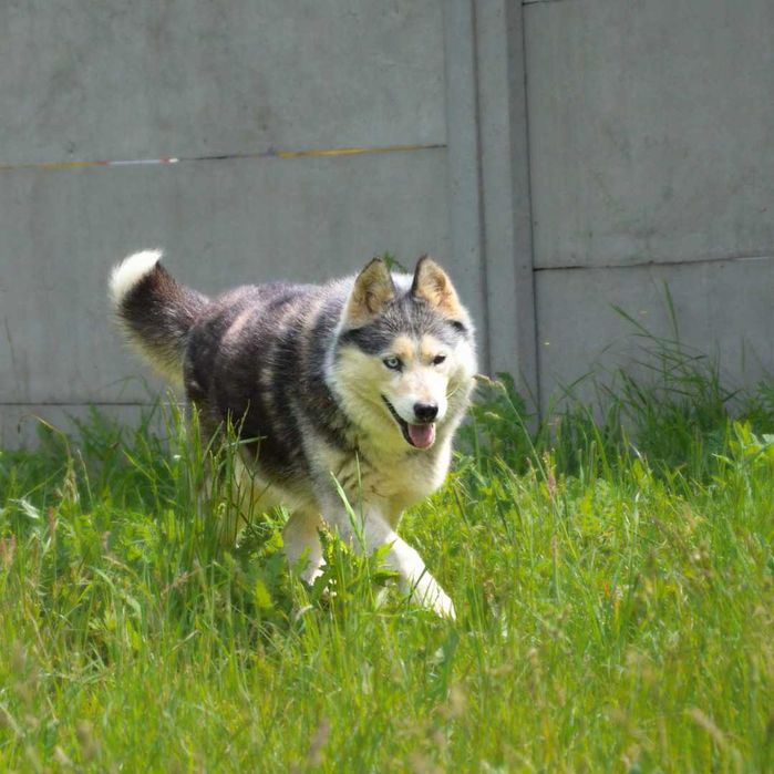 Asza w typie HUSKY szuka domku
