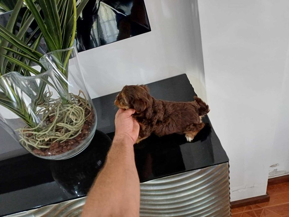 Yorkshire Terrier Miniatura FEMEA CHOCOLATE AFOGUEADA