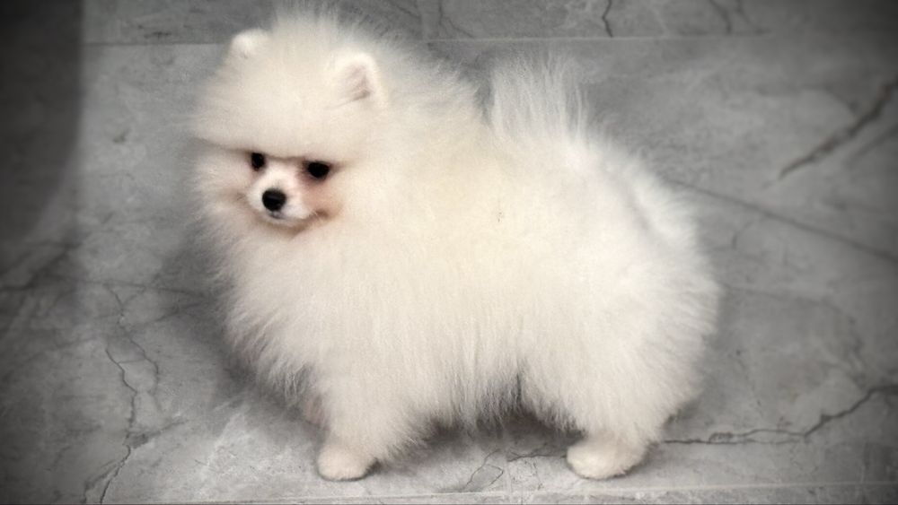 Szpic miniaturowy pomeranian FCI