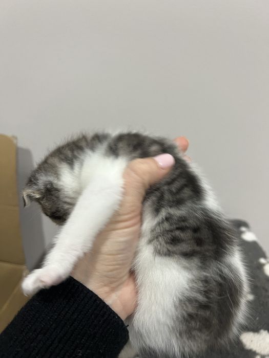 Кошенята скотіш фолд котик висловухий