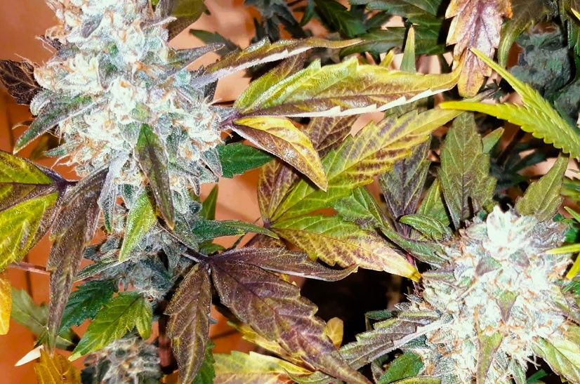 Marihuana THC świetna