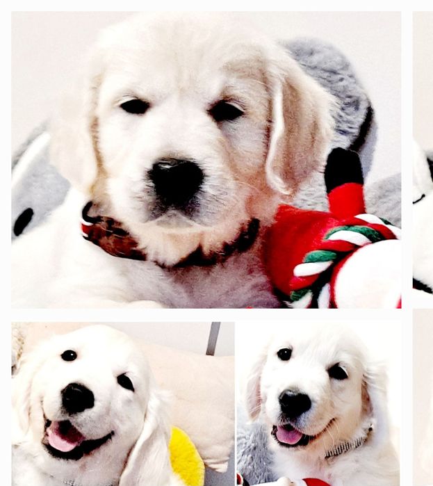 Szczeniaczek Golden Retriever  tata FCI Rodzice bez DYSPLAZJI whodowli