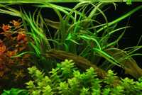 Cryptocoryne Crispatula RARYTAS