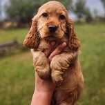 Cocker spaniel rodowodowy suczka