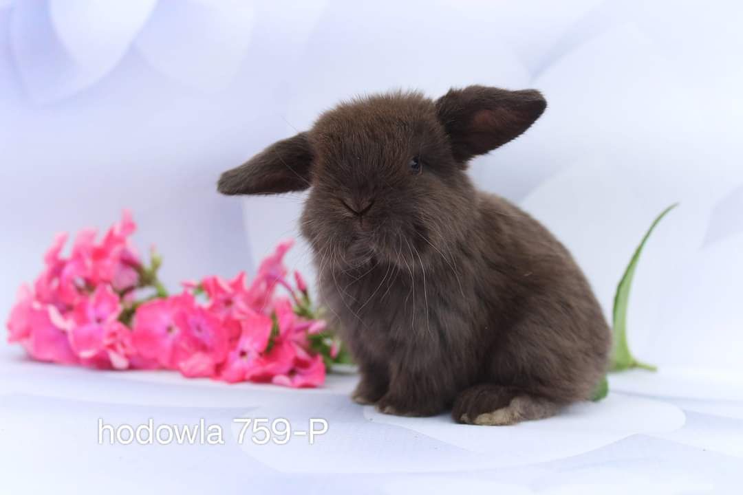 Mini lop króliki karzełek miniaturka baranek hodowla