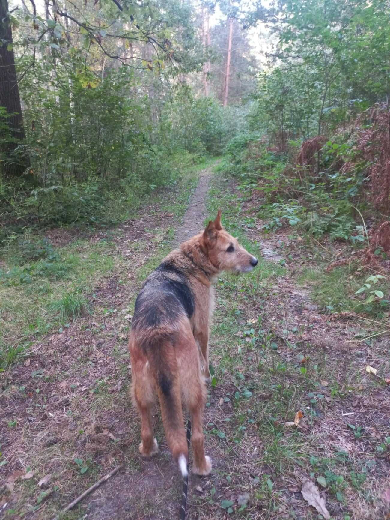 NUKA śliczna terrierka szuka swojej rodziny, młoda, adoptuj, za darmo