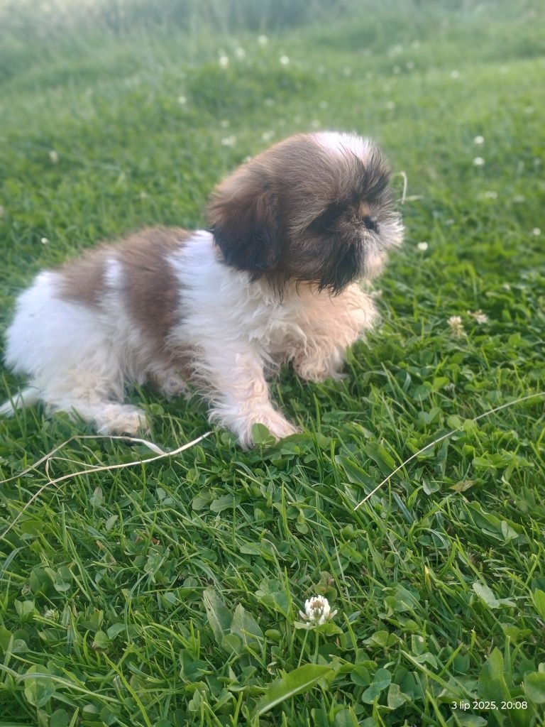 SHIH-TZU szczeniak