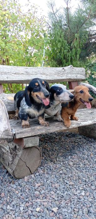 Щенки таксы, длинношерстные и гладкошерстные,с документами клуба.