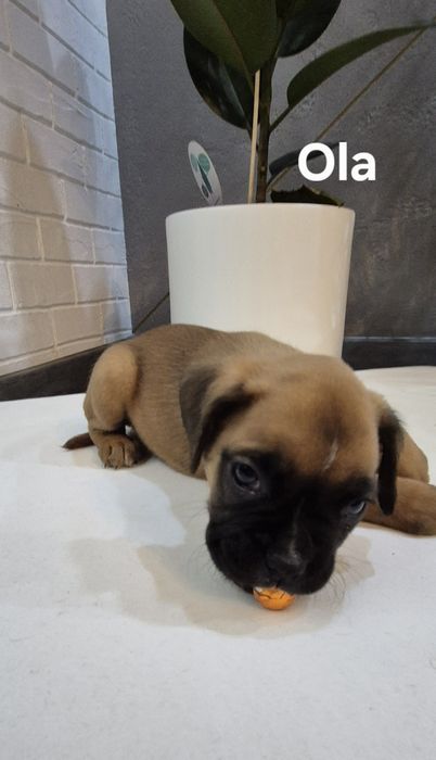 Szczeniak bokser suka