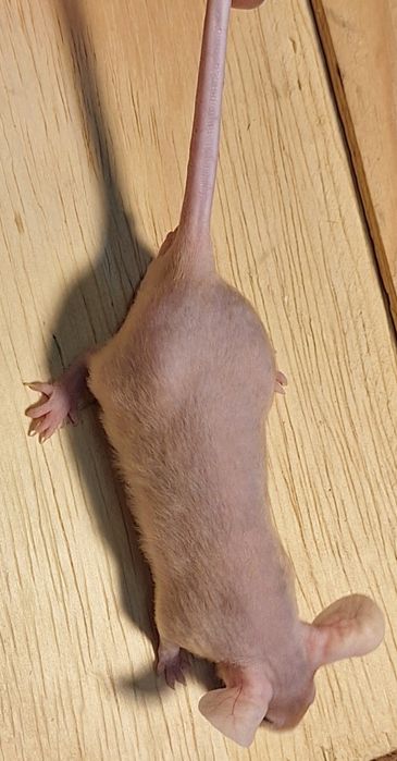 Myszy myszki kolorowe dumbo