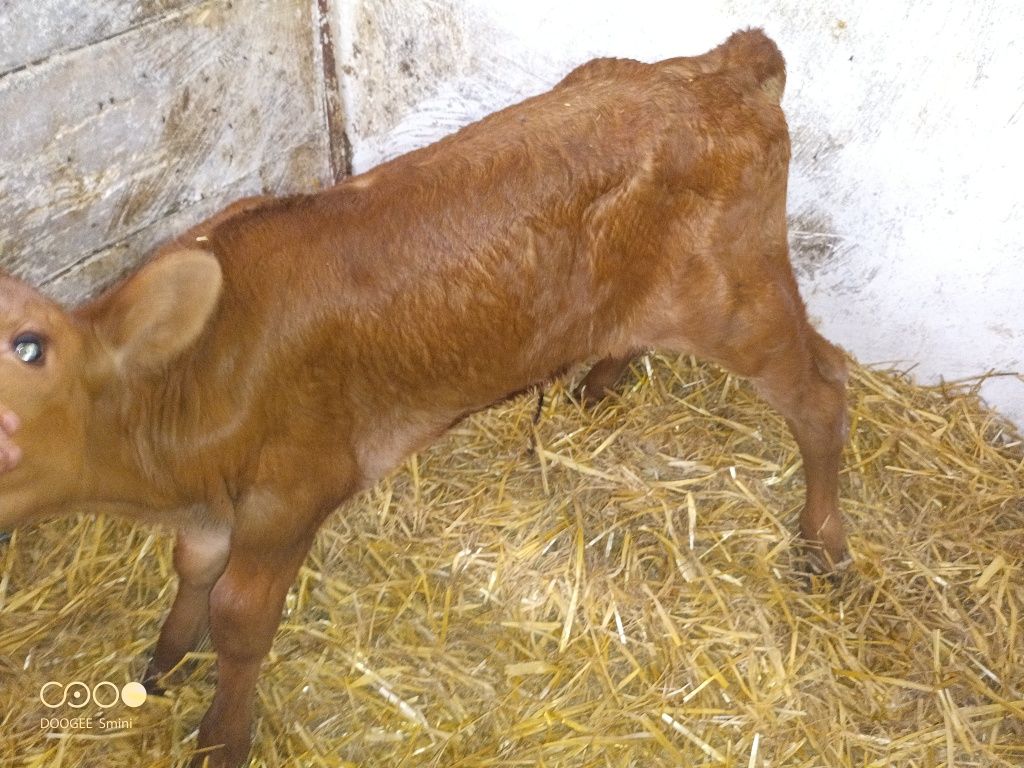 Byczek angus lm czerwony