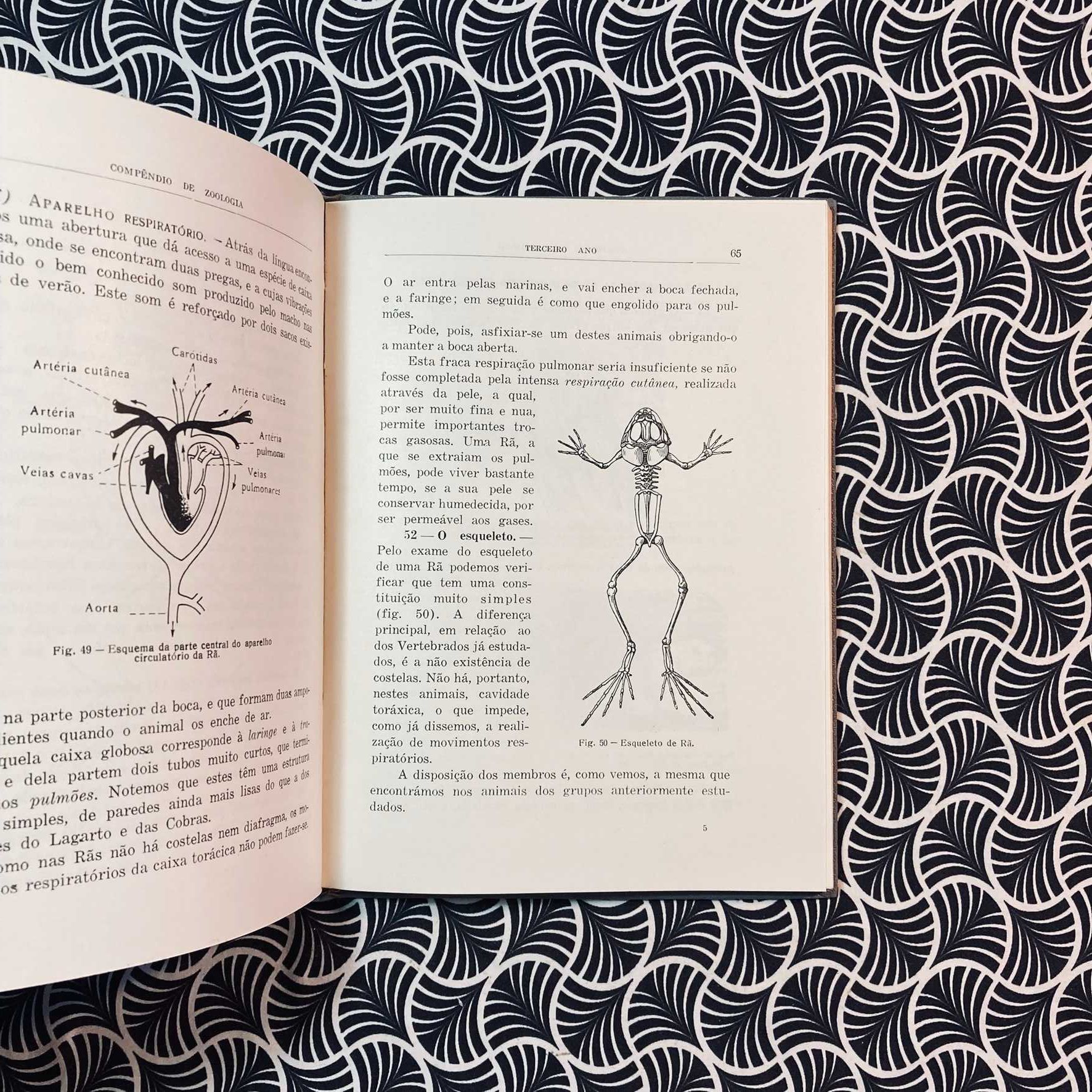 Compêndio de Zoologia para o 2º Ciclo Liceal para o 3º Ano
