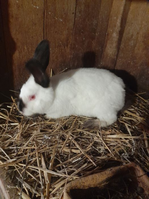 Samce kalifornia mieszane srokacze