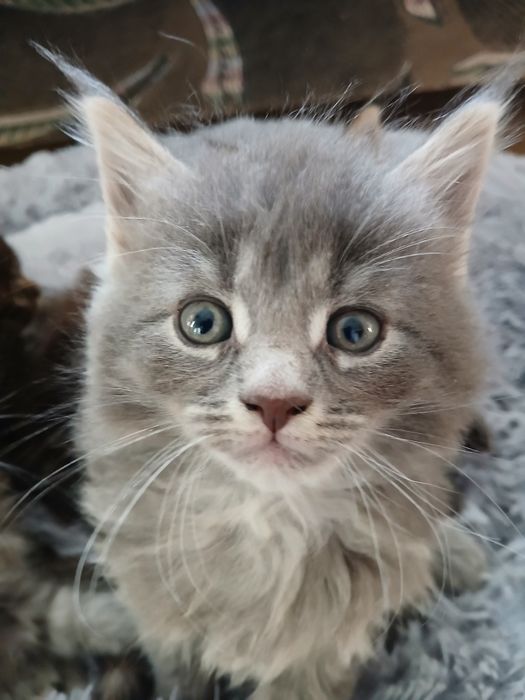 Котята породи Мейн_кун