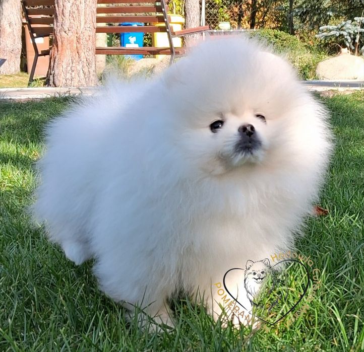 Pomeranian szpic miniaturowy