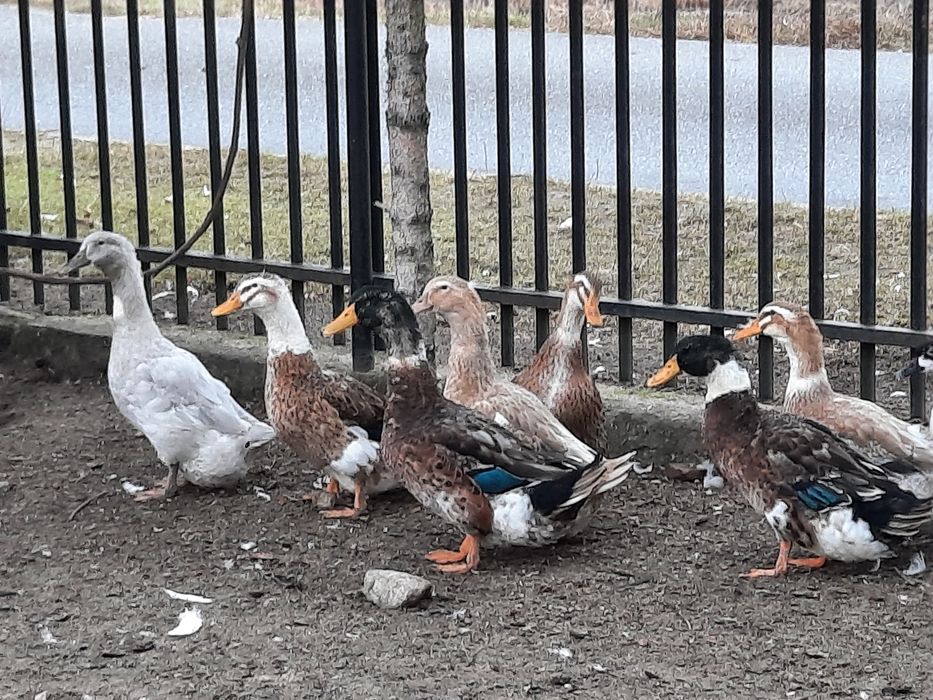 Kaczki Kaczory staropolskie niebieskie