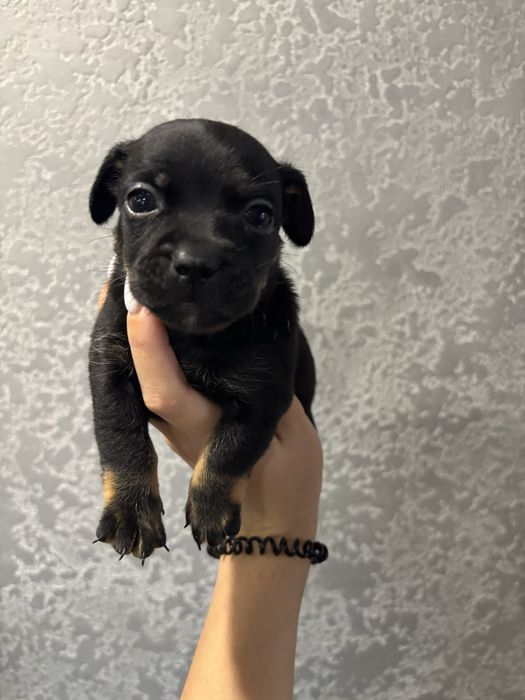 Цеценята від французького бульдога