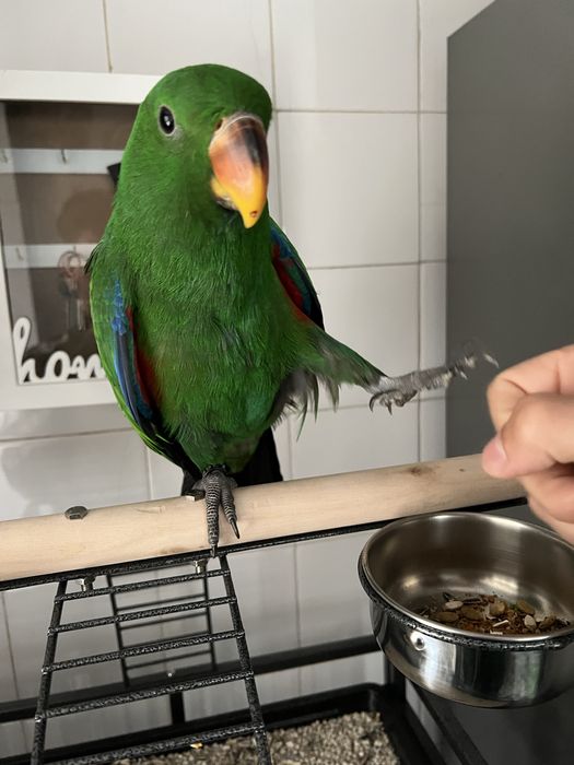 Papagaio ecletus criado a mao