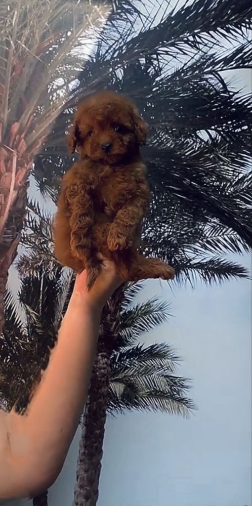Boy toy poodle red braun Teddy той пудель тикап