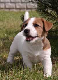 Jack Russell Terrier Związek Kynologiczny w Polsce