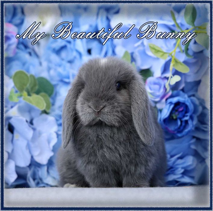 Piękny Królik Mini Lop - Niebieski