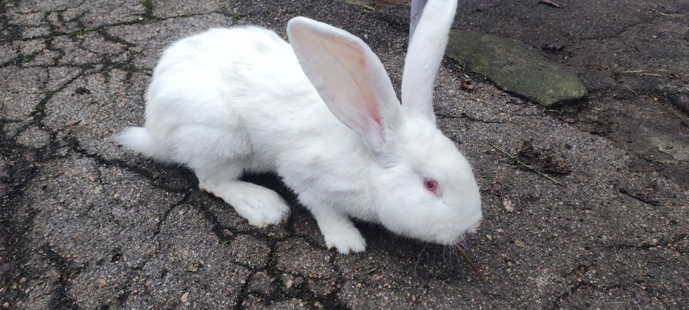 Продам кроликів фландр