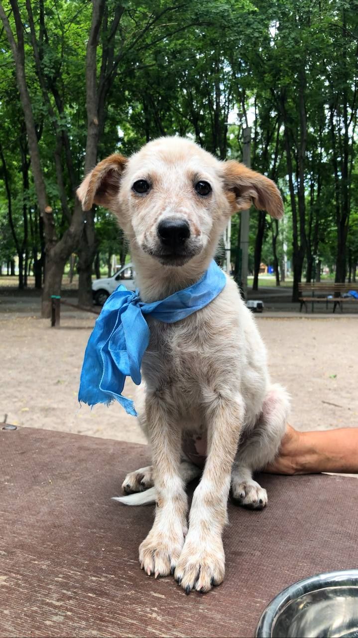 Цуценя в гарні руки