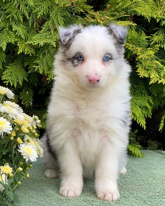 Border Collie chłopiec blue merle