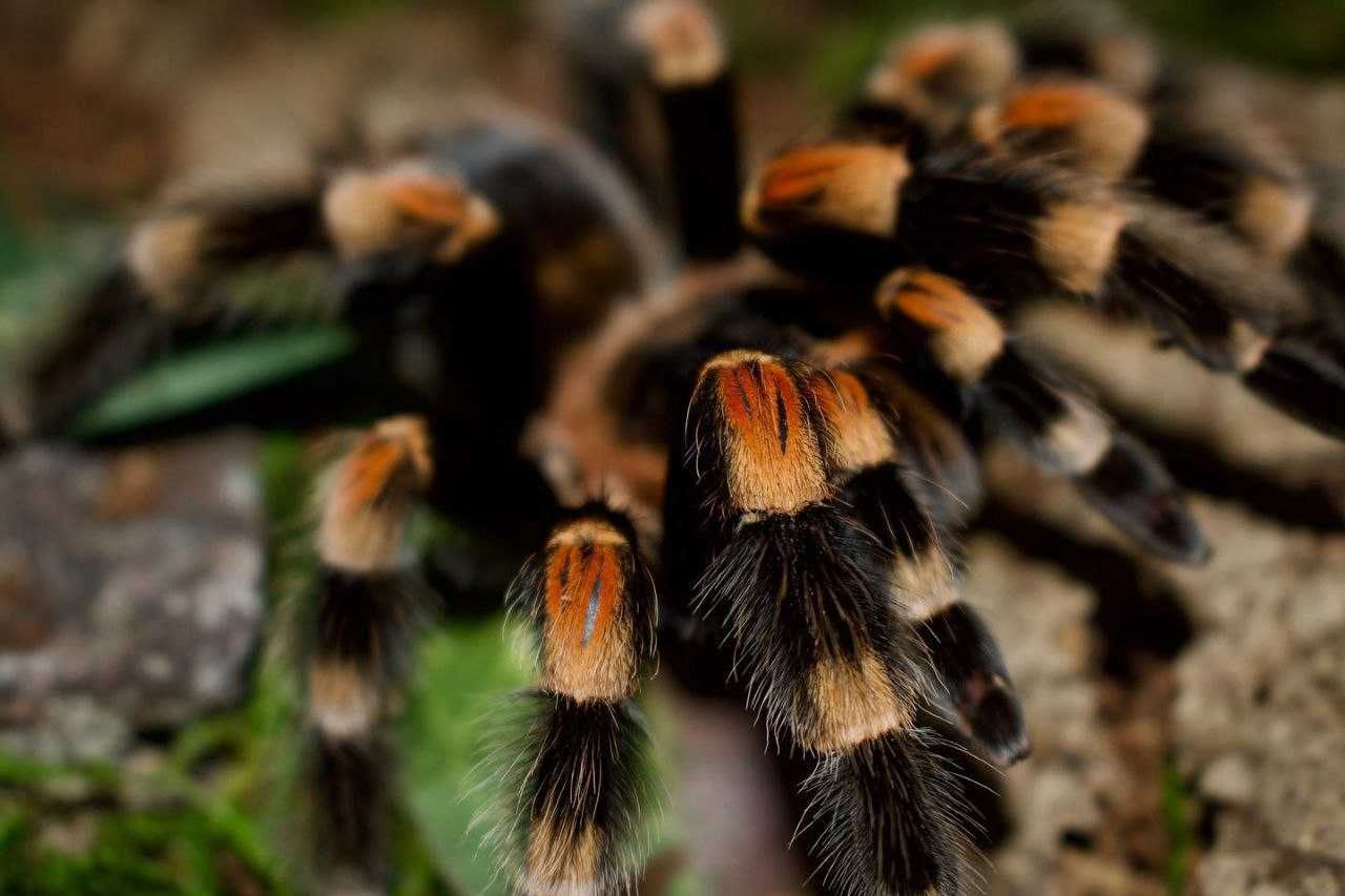 Brachypelma smithi взрослая самка паука птицееда для новичков