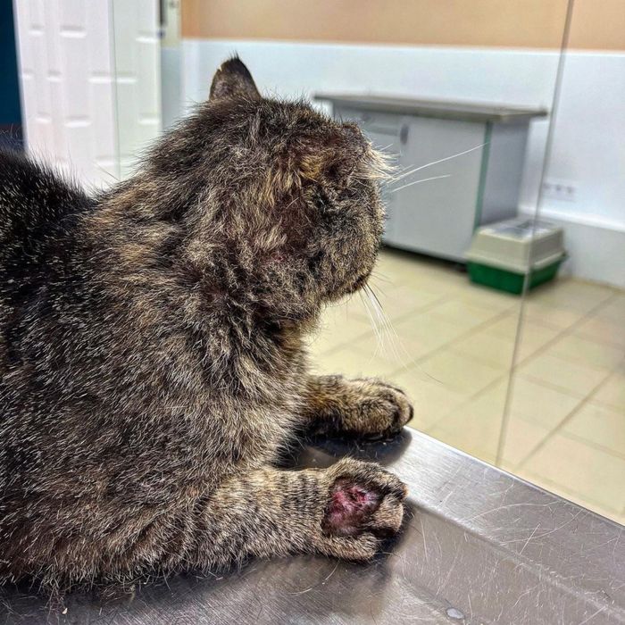 Кот, который выжил после обстрела ищет семью!