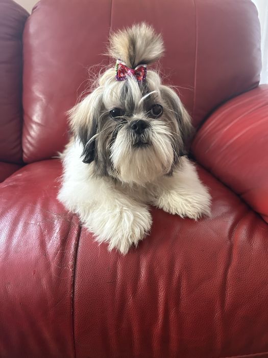 Suczka rasy shih tzu tricolor