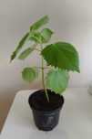 Paulownia Omszona drzewo tlenowe "oxytree"